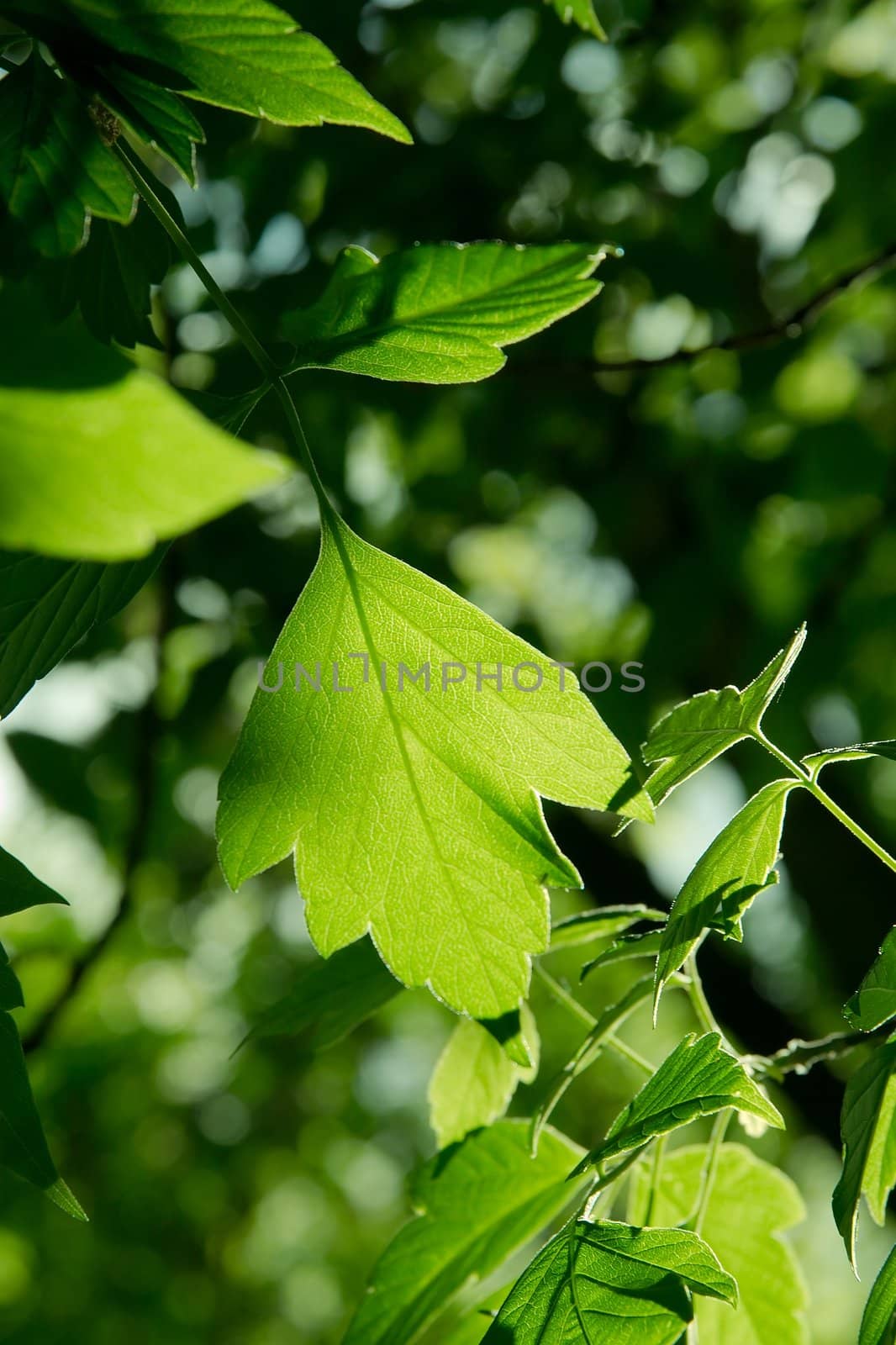 Leaf by Gudella