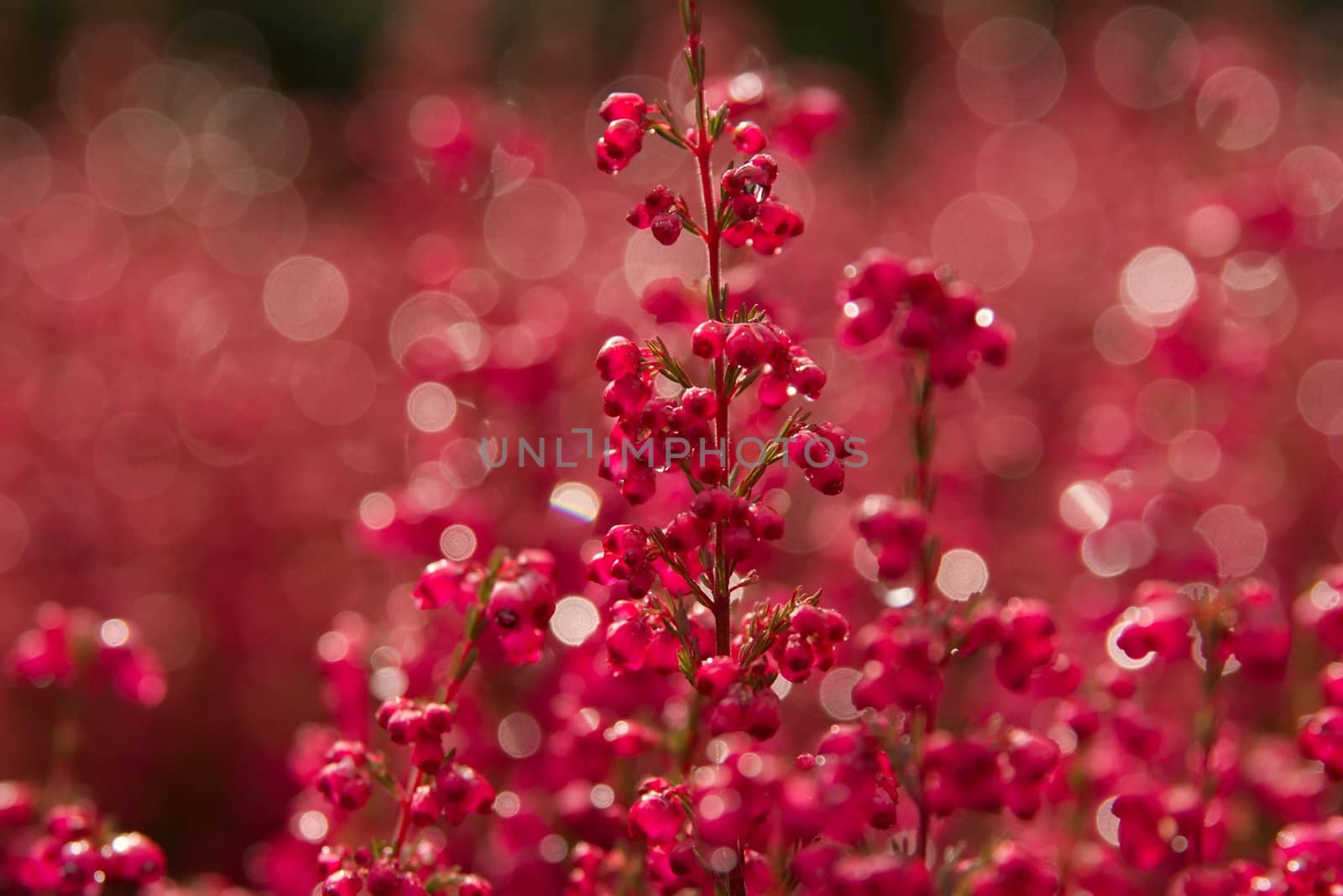 Closeup of ribes in rainy weather