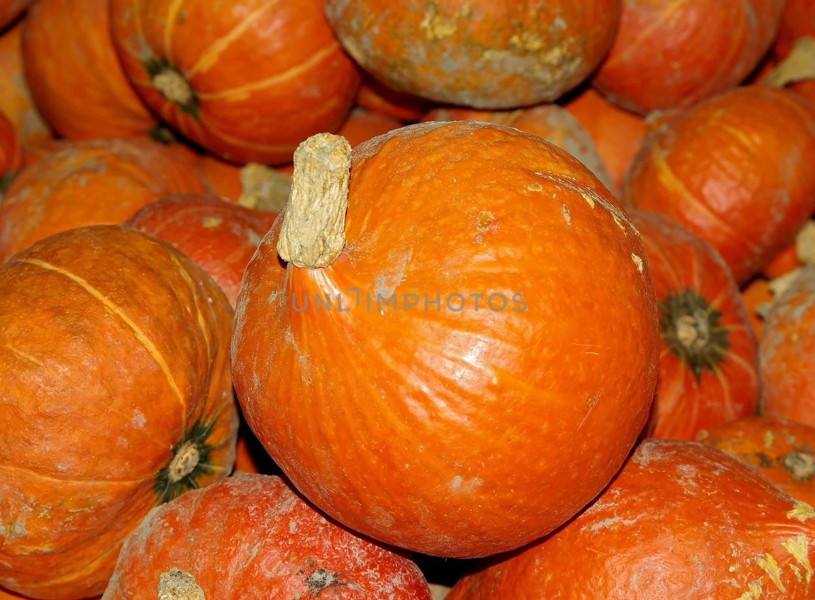 Organic Pumpkin by FotoFrank