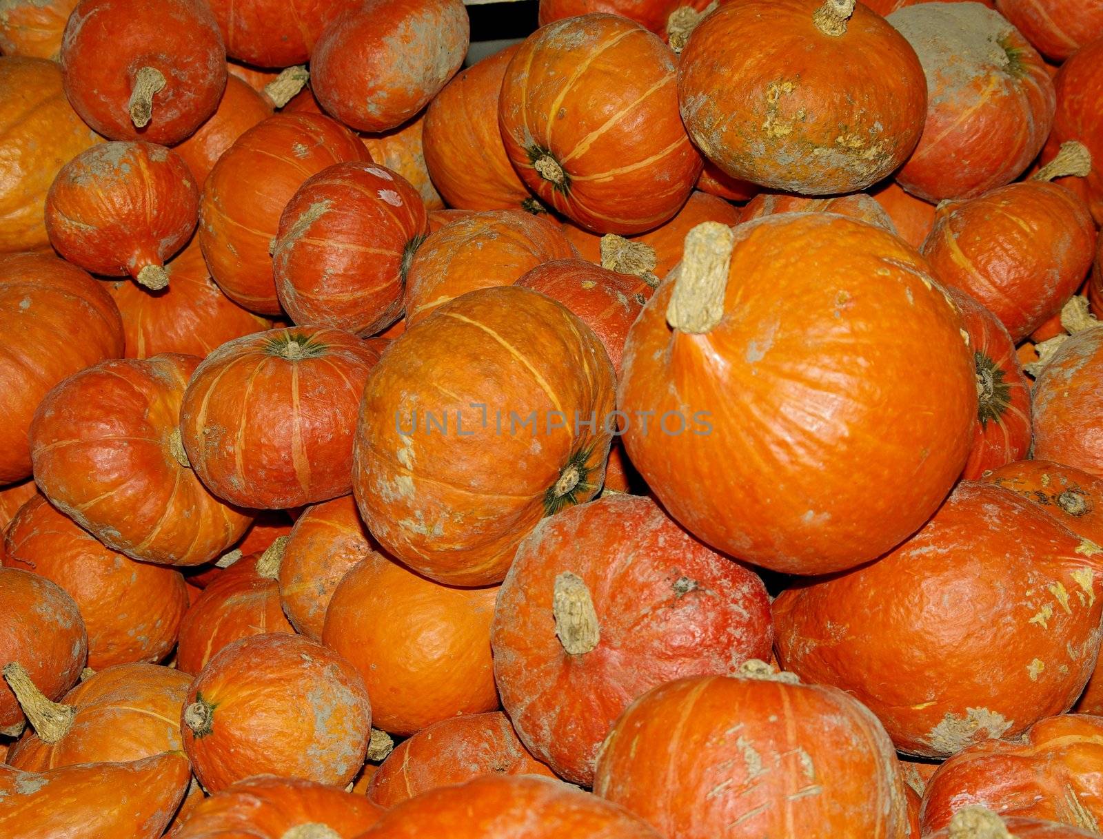 Organically grown pumpkins