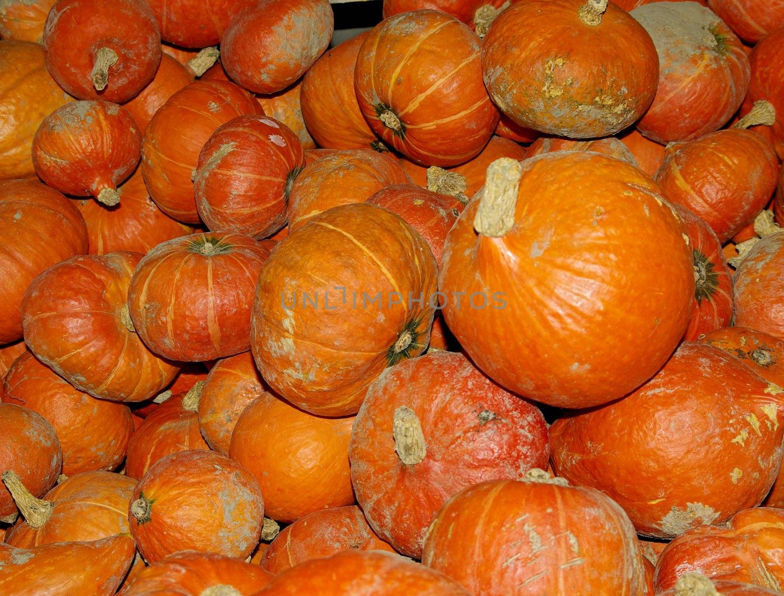 Organic pumpkins by FotoFrank