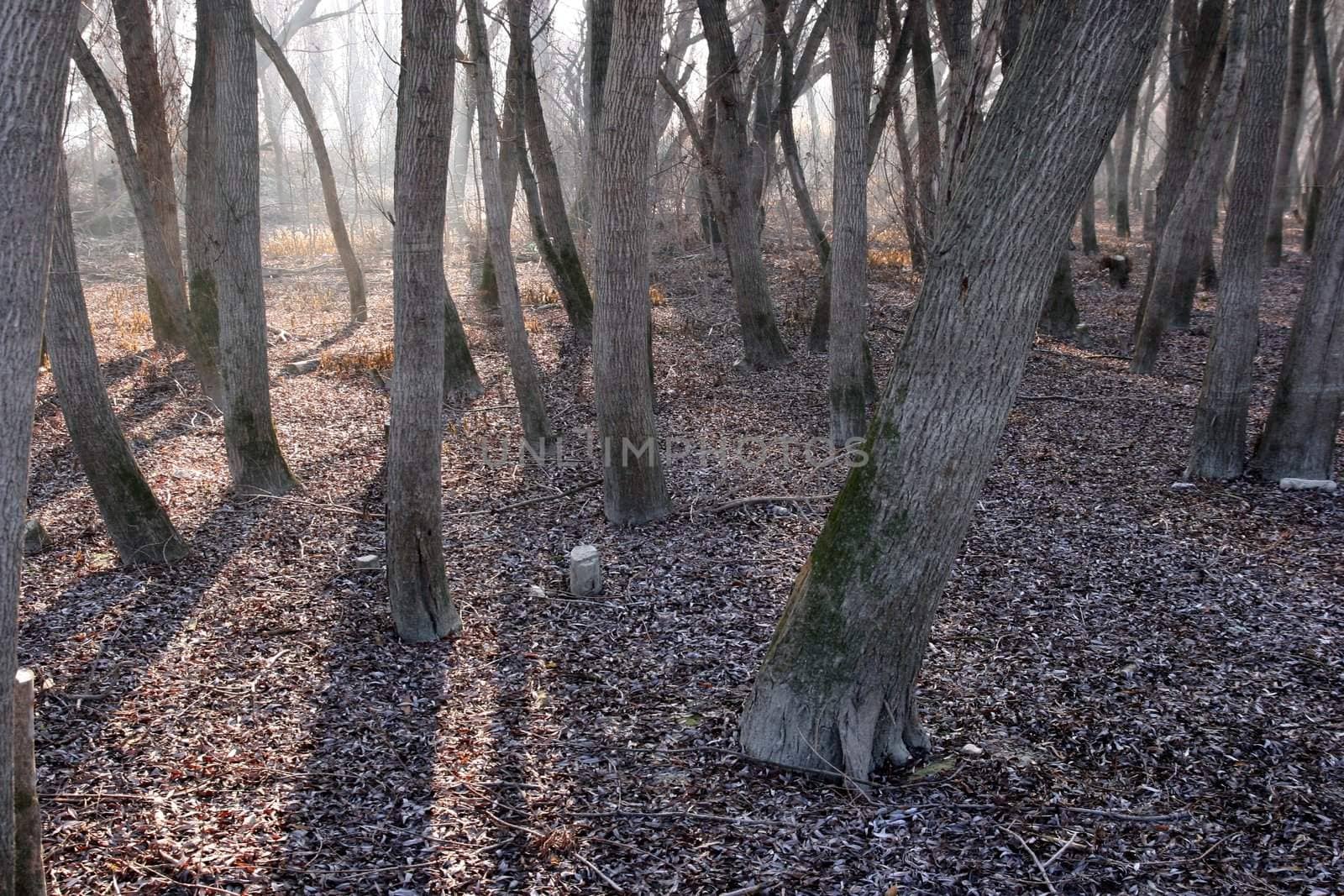 Treeis in the misty autumn forest