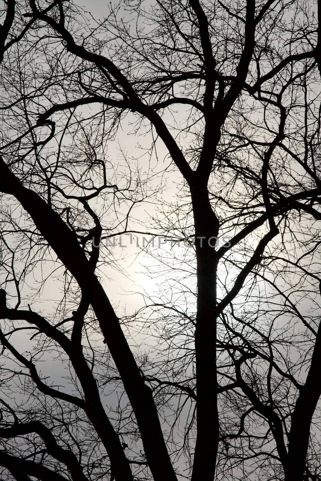 Bare tree branches against twilight sky