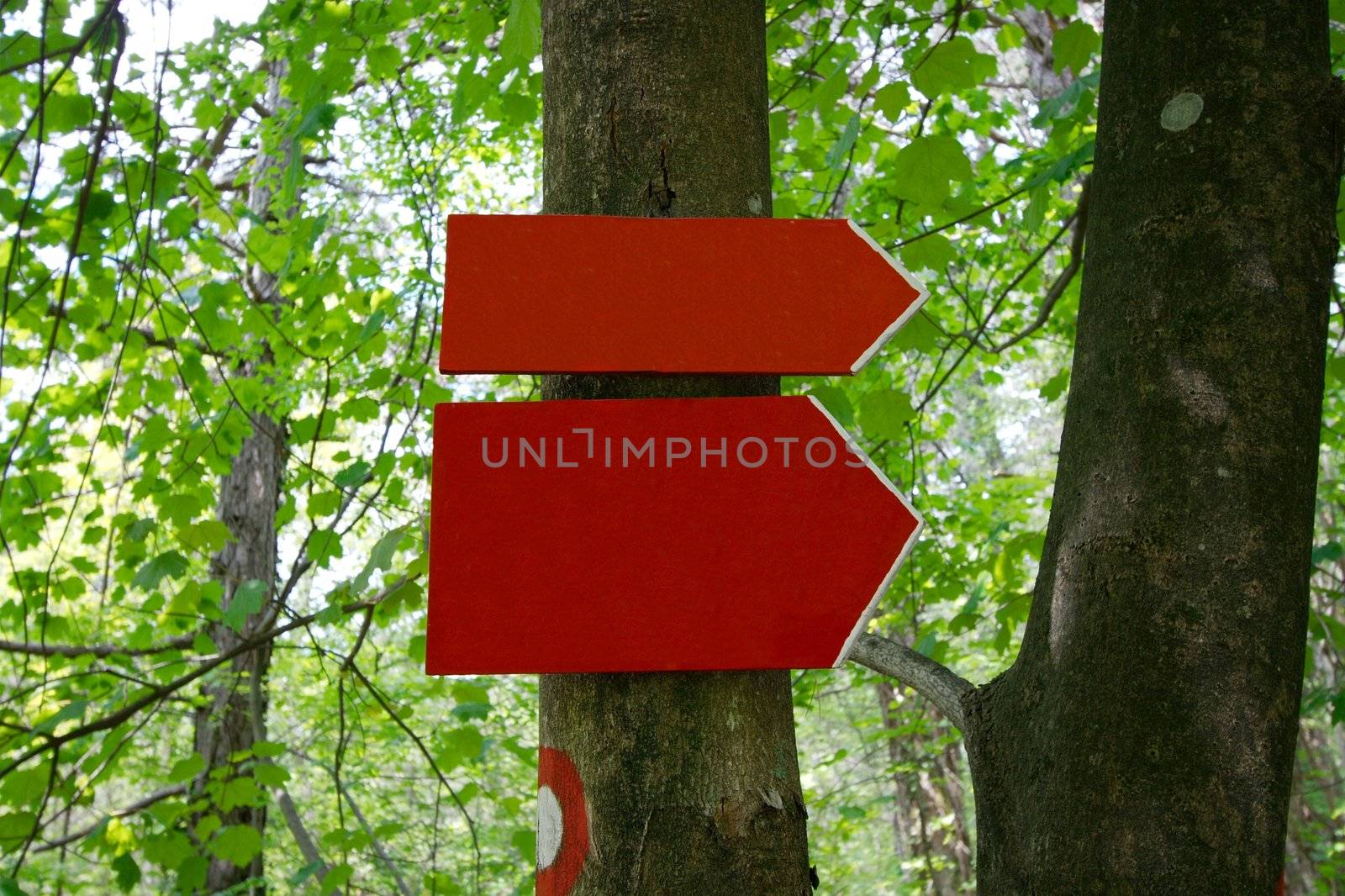 Blank sign showing the way in the forest