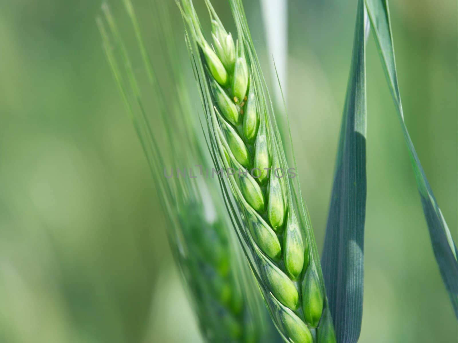 Closeup of a fresh green wheat plant