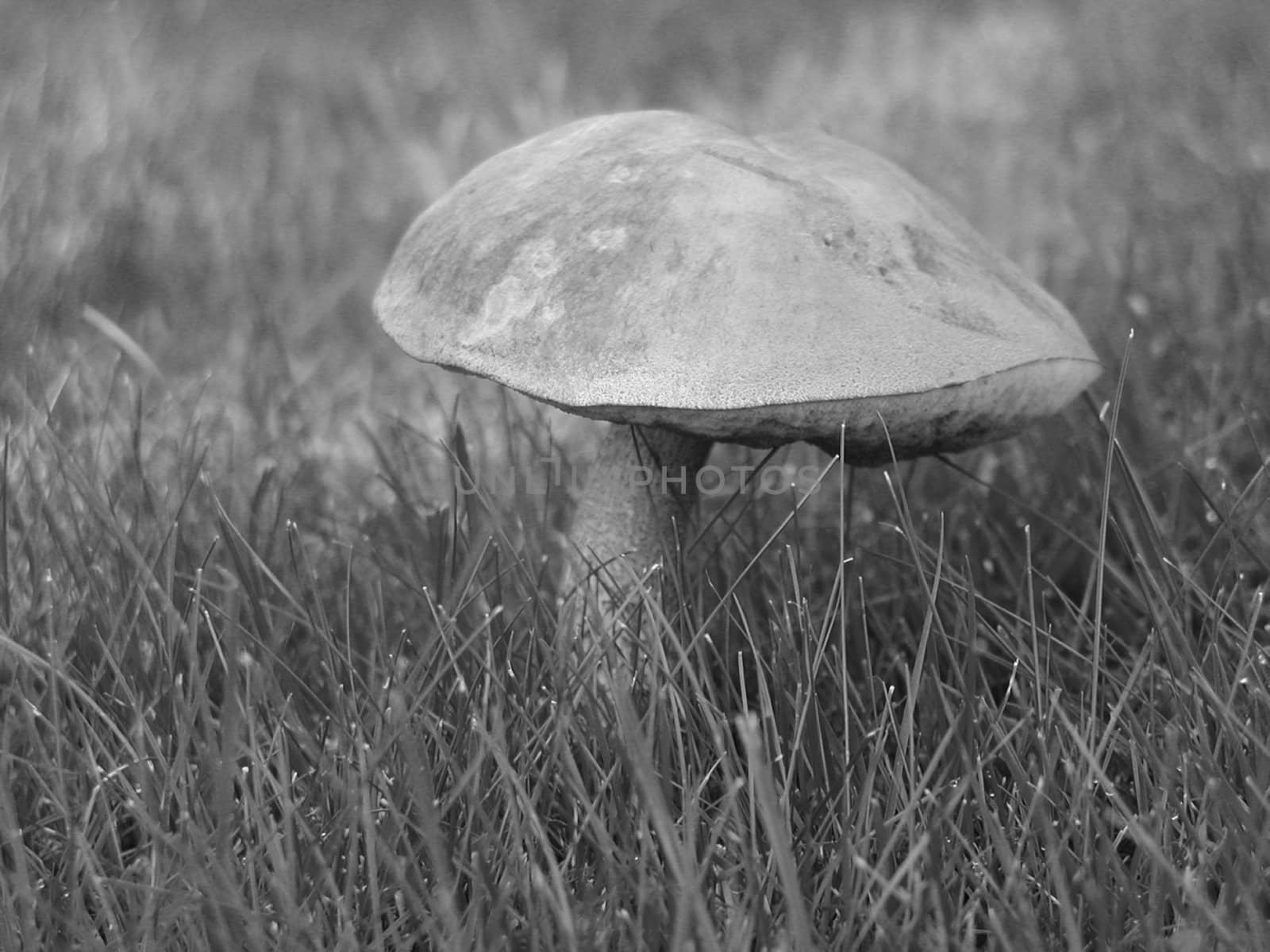 Mushroom in a meadow - in black and white