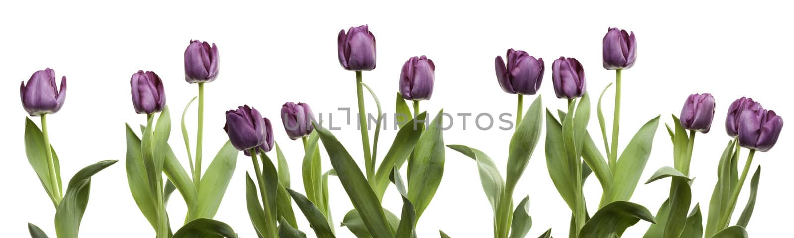 Row of Purple Tulips by Feverpitched