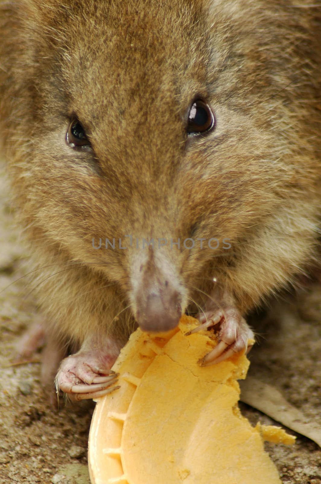 detail photo of a mouse eating cornet