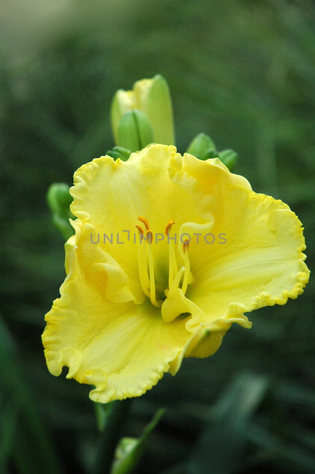 yellow flower in front of green blurred background made of grass