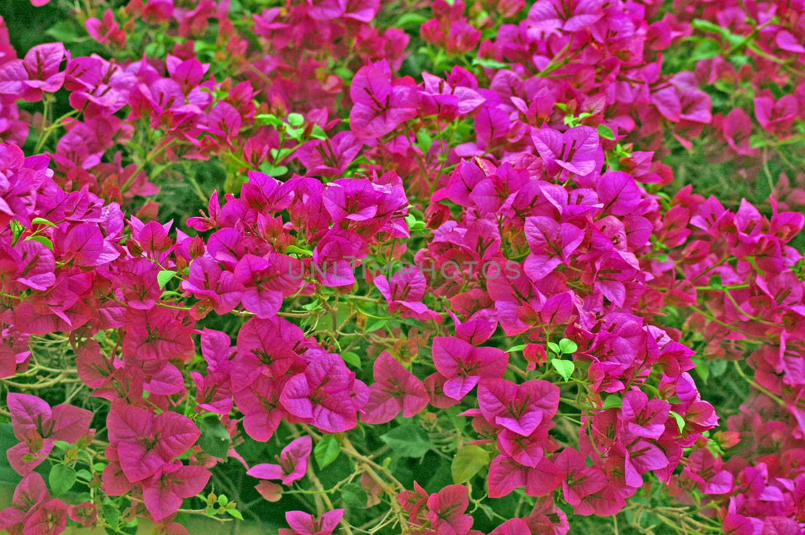 several pink flowers, green background, saturated colors