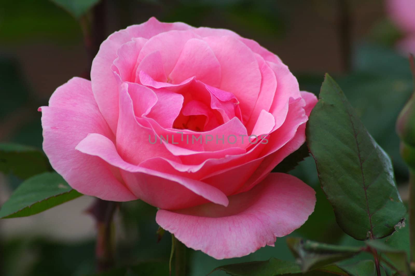 pink rose, green leafs, rose is sharp, background is blurred
