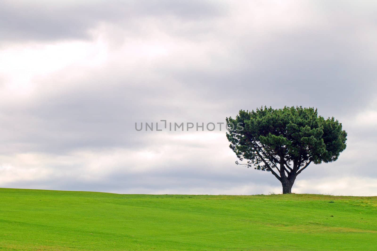 solitary tree, green field, grey clouds, it's going to rain