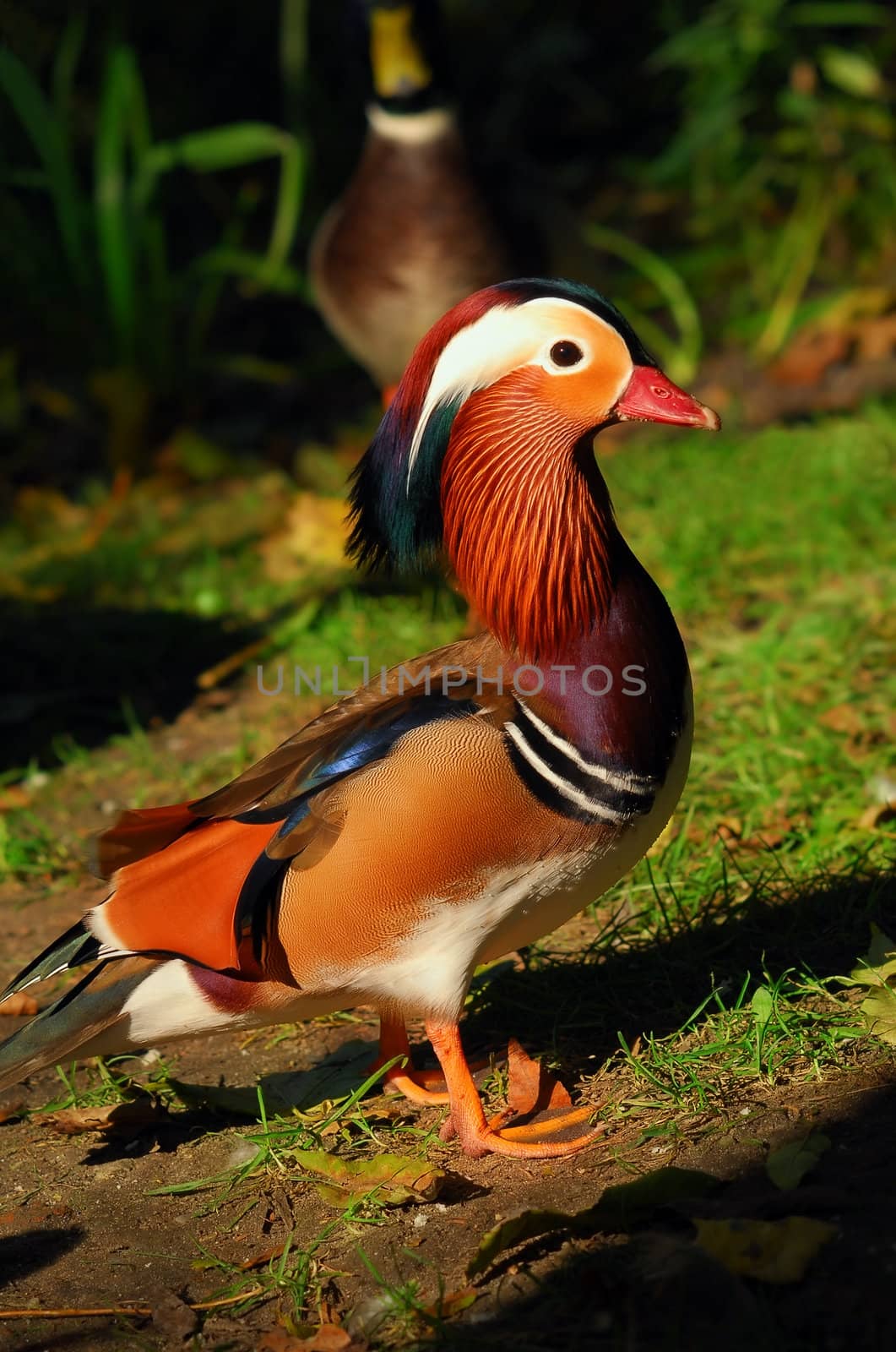 Colorful Mandarin duck in direct sunlight