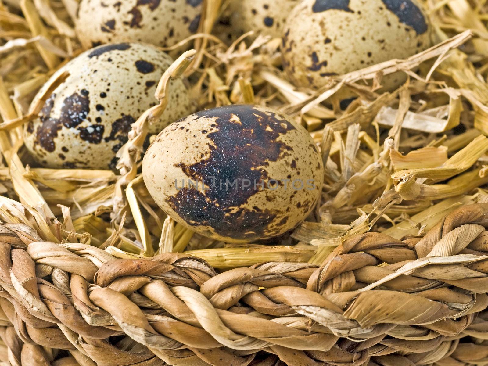 eggs of quail by Jochen