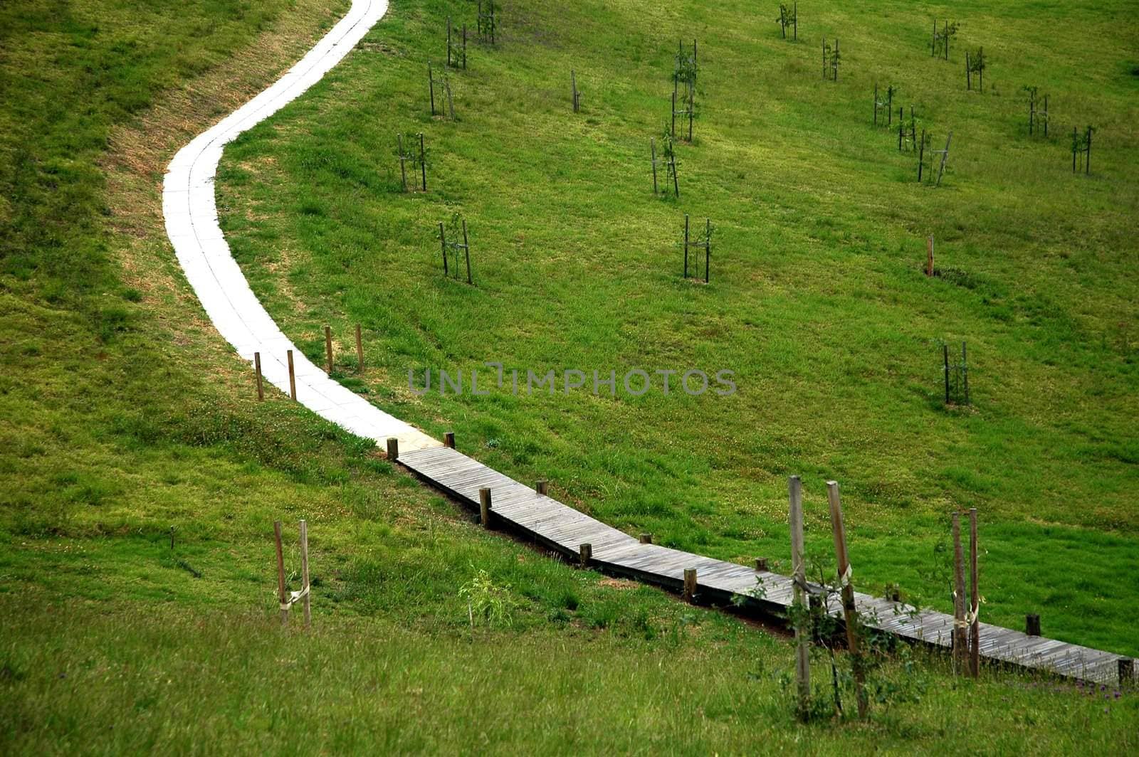 wooden and stone foothpath, green grass, growing vines, 