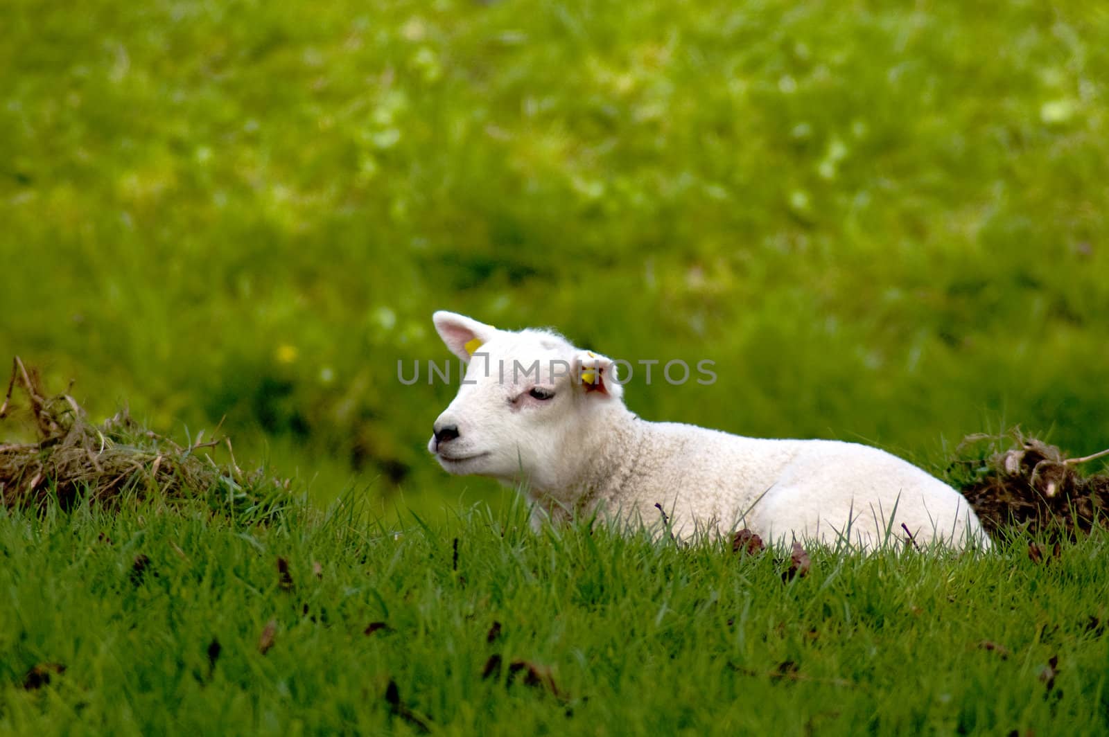 cute baby sheep laying in the fresh meadow