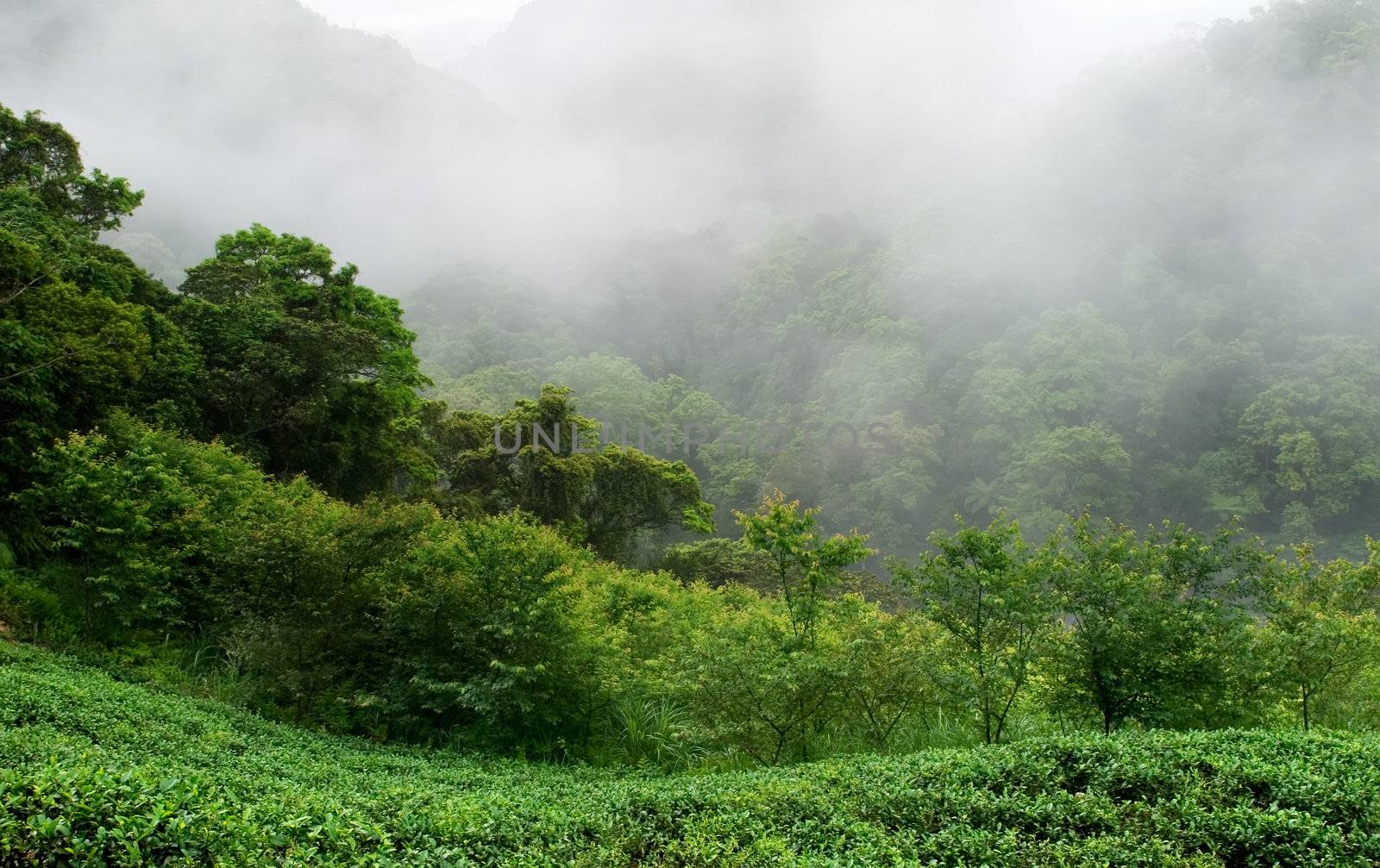 green fresh tea farm with mist by elwynn