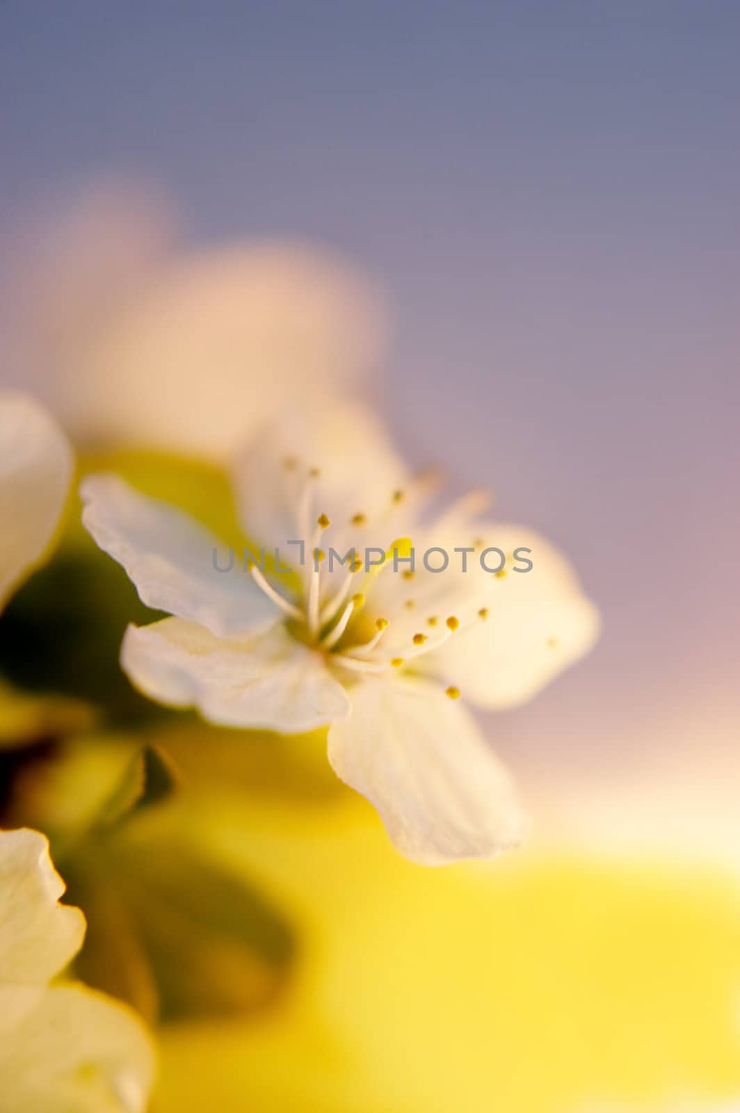 cherry flower blossom over colorful lit background