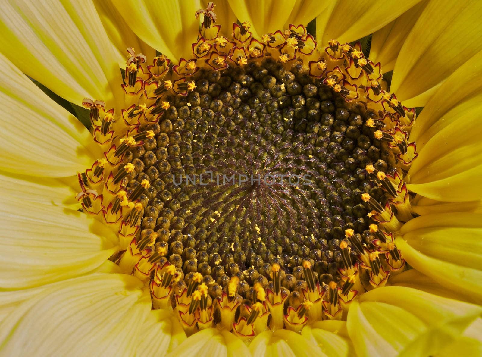 Macro of the center of a yellow sunflower