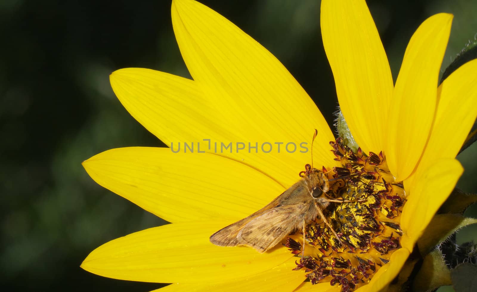 Macro of a  Moth feeding on a brightly sunlit Sunflower