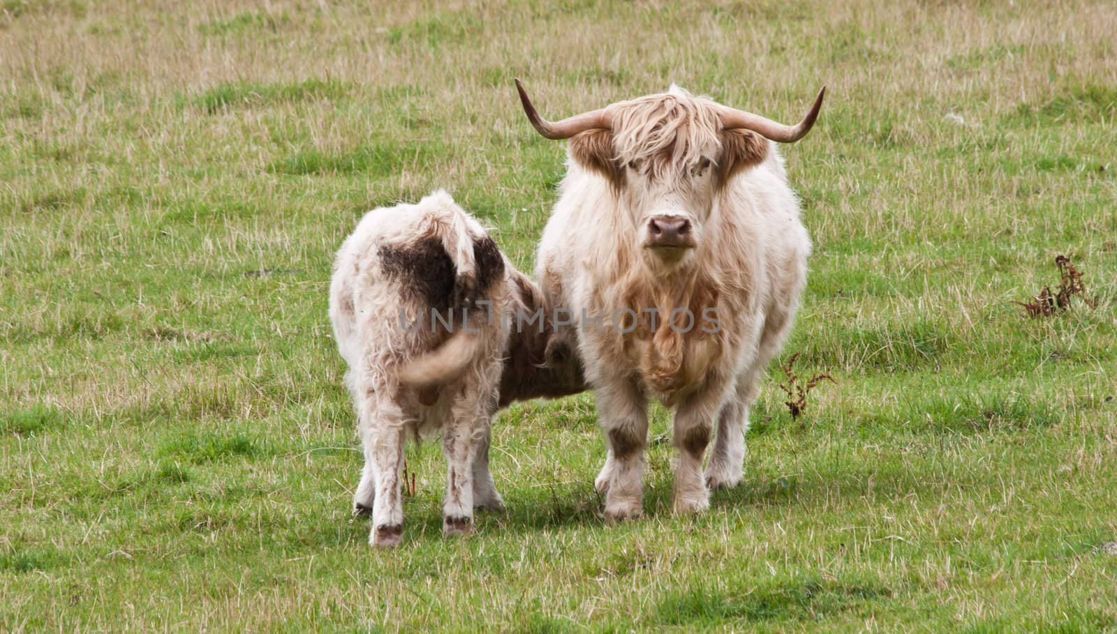 Angus calf withi his mother, Scotland, Sutherland