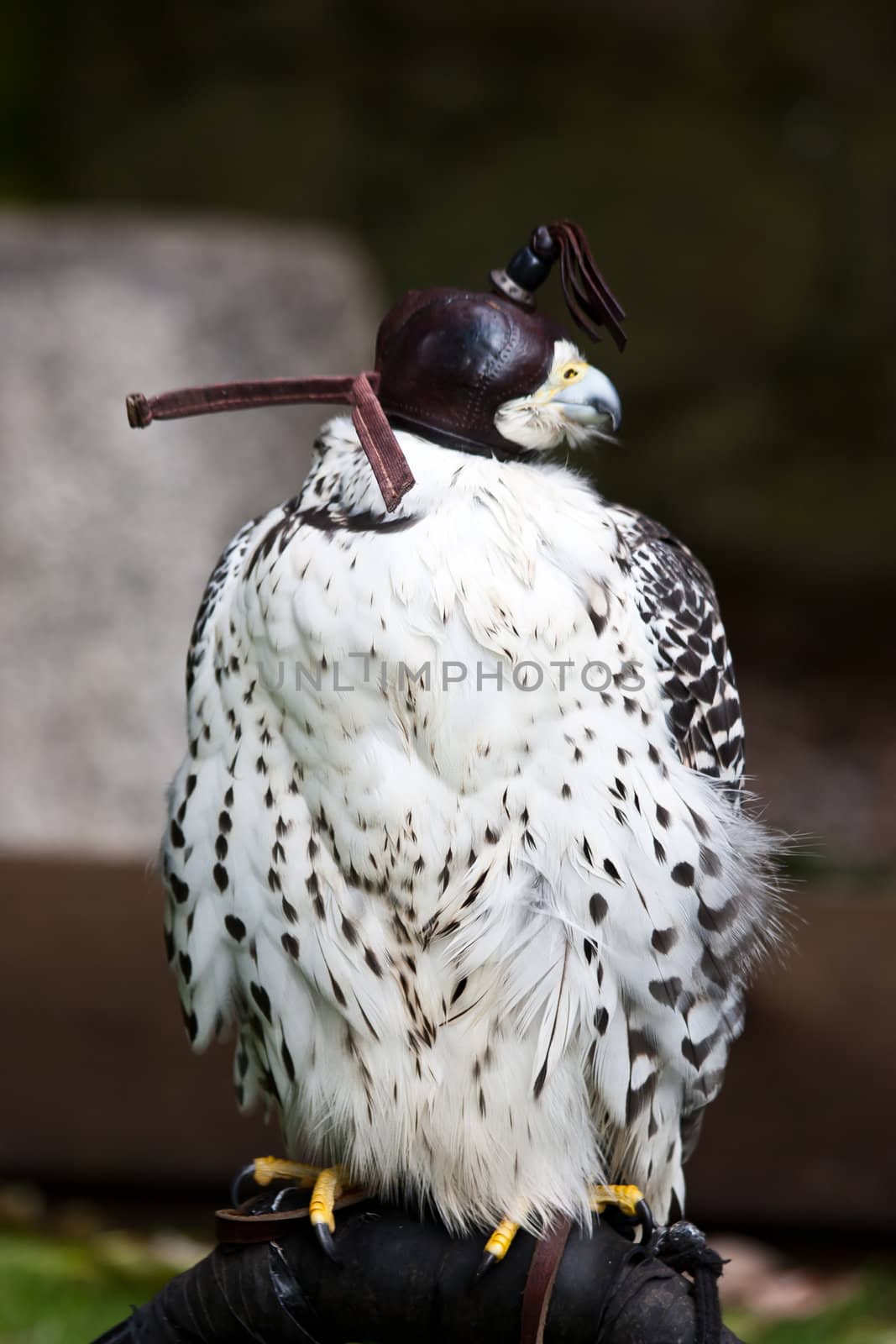 Gyr Falcon by Perseomedusa