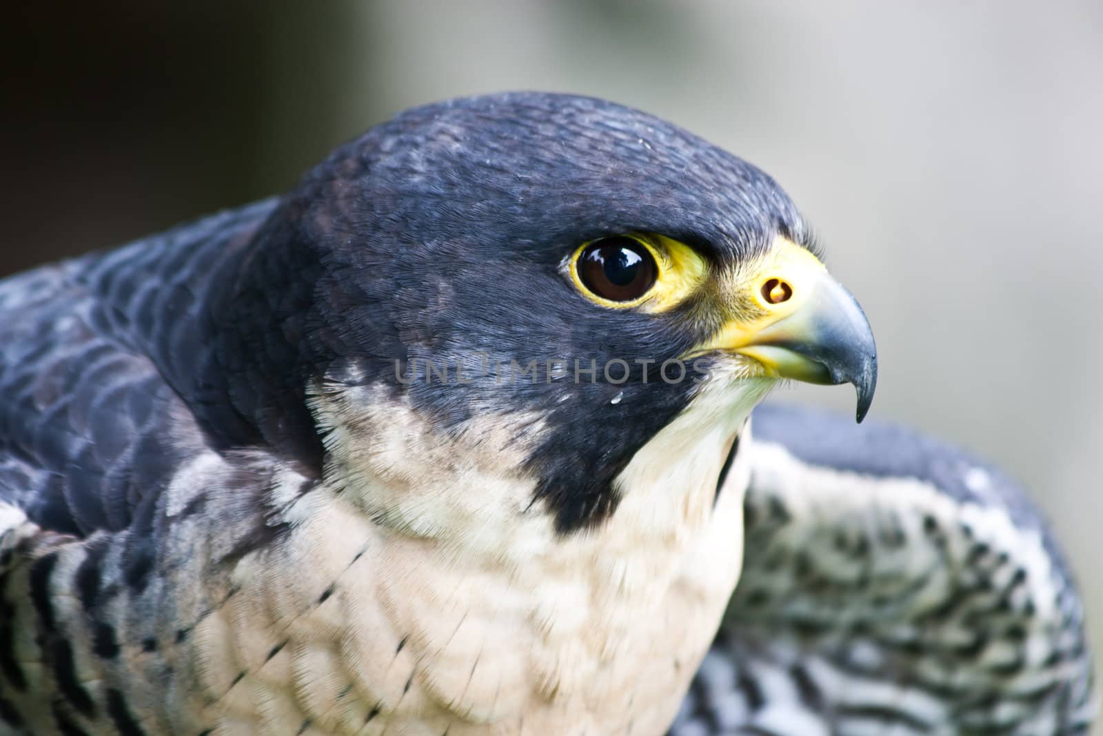 Falcon in a nature reserve, Sutherland, Scotland
