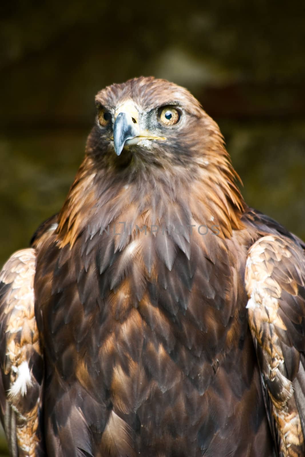 Aquila Chrysaetos in a nature reserve, Sutherland, Scotland