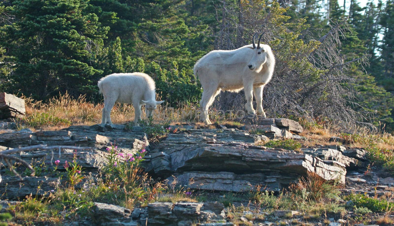 Mountain Goat with Kid by LoonChild