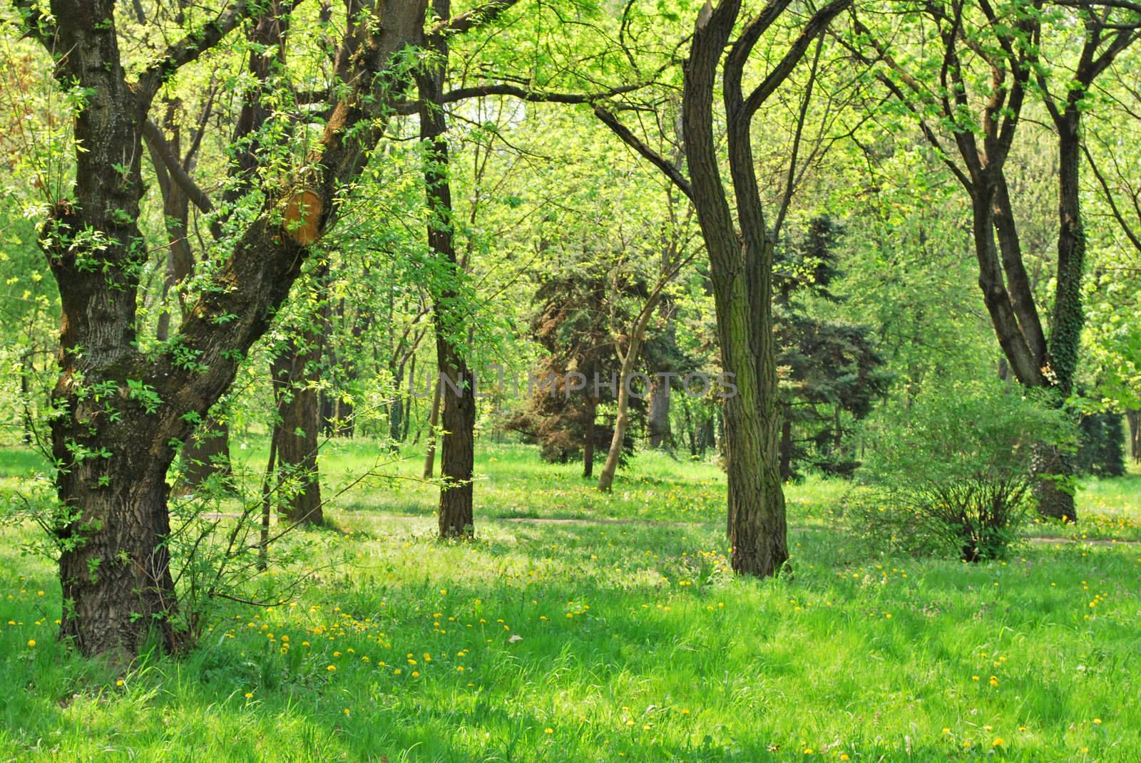 bright spring forest with green forest floor