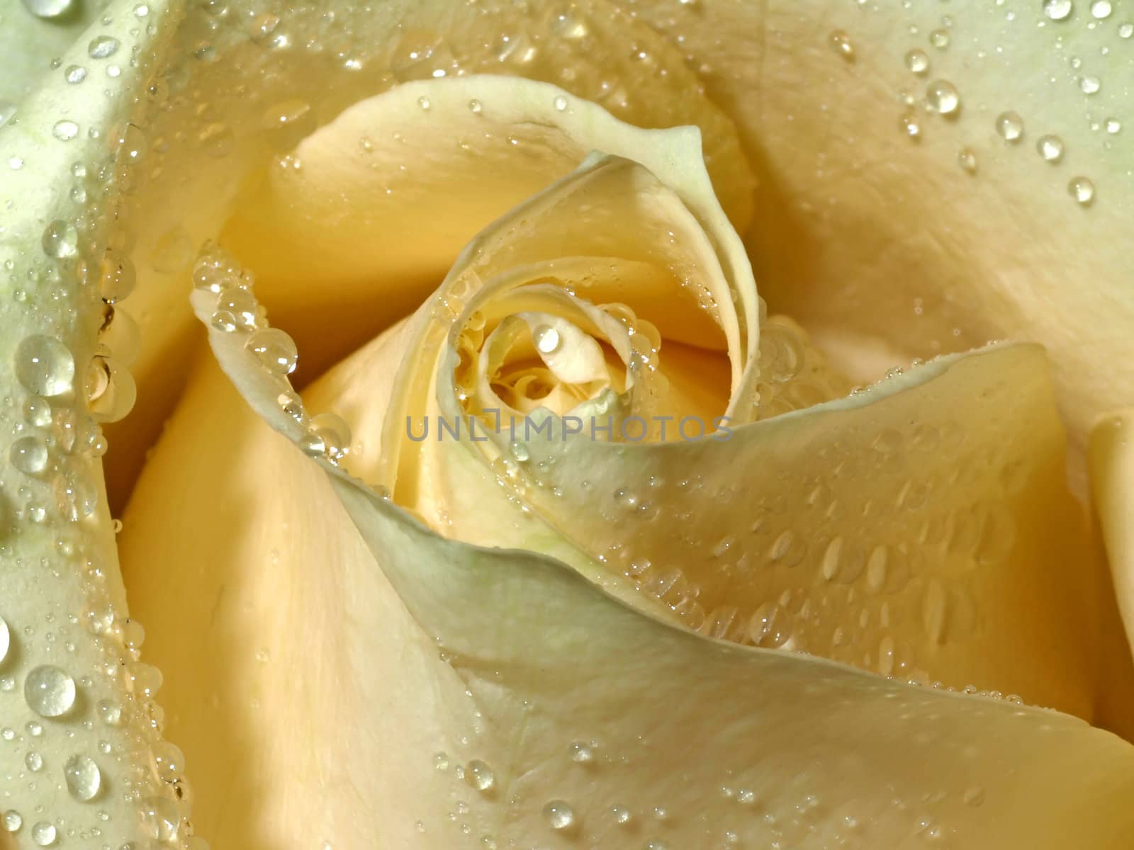 macro of a rose with water drops