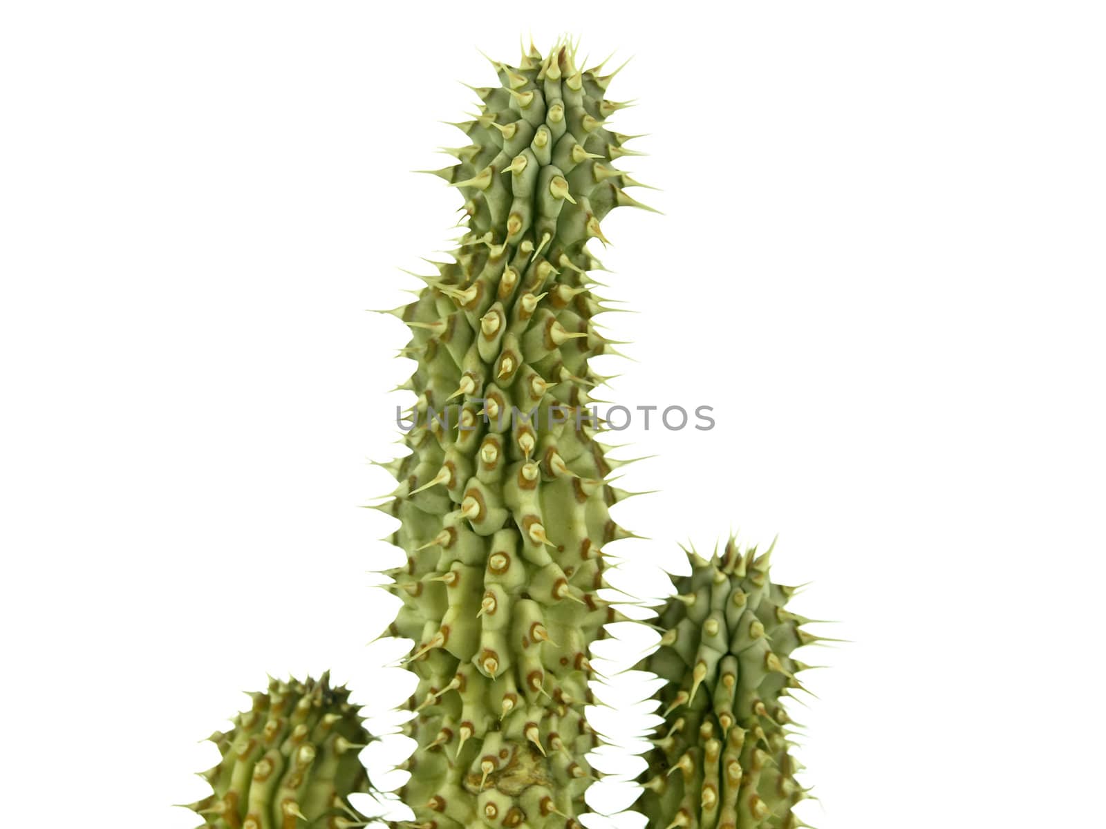 Hoodia gordonii the famous cactus for diet