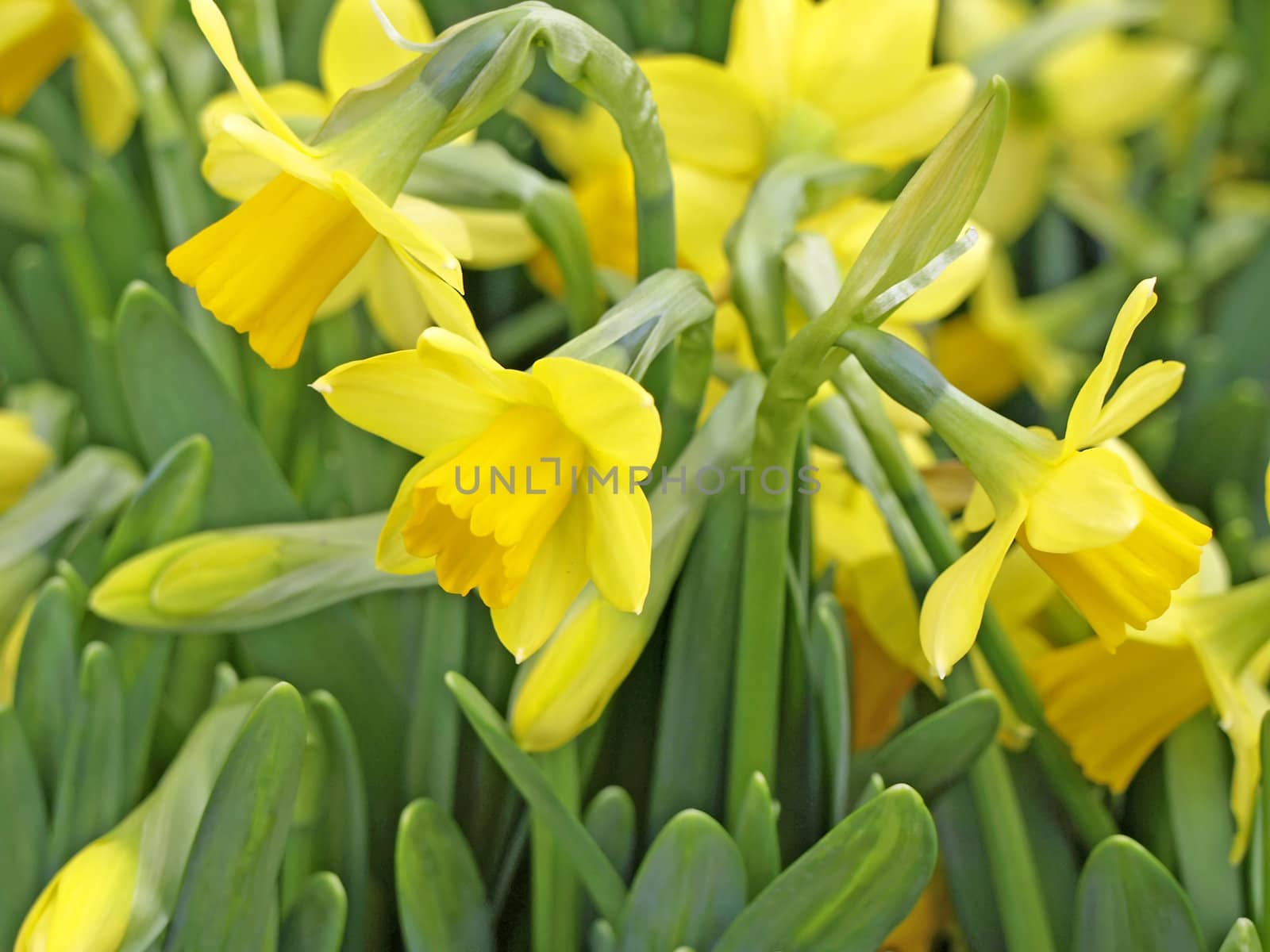 daffodil booming