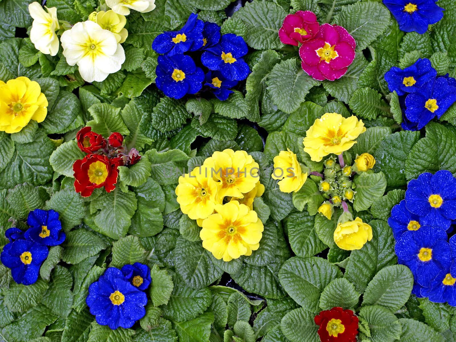 primroses with a lot of colored flowers