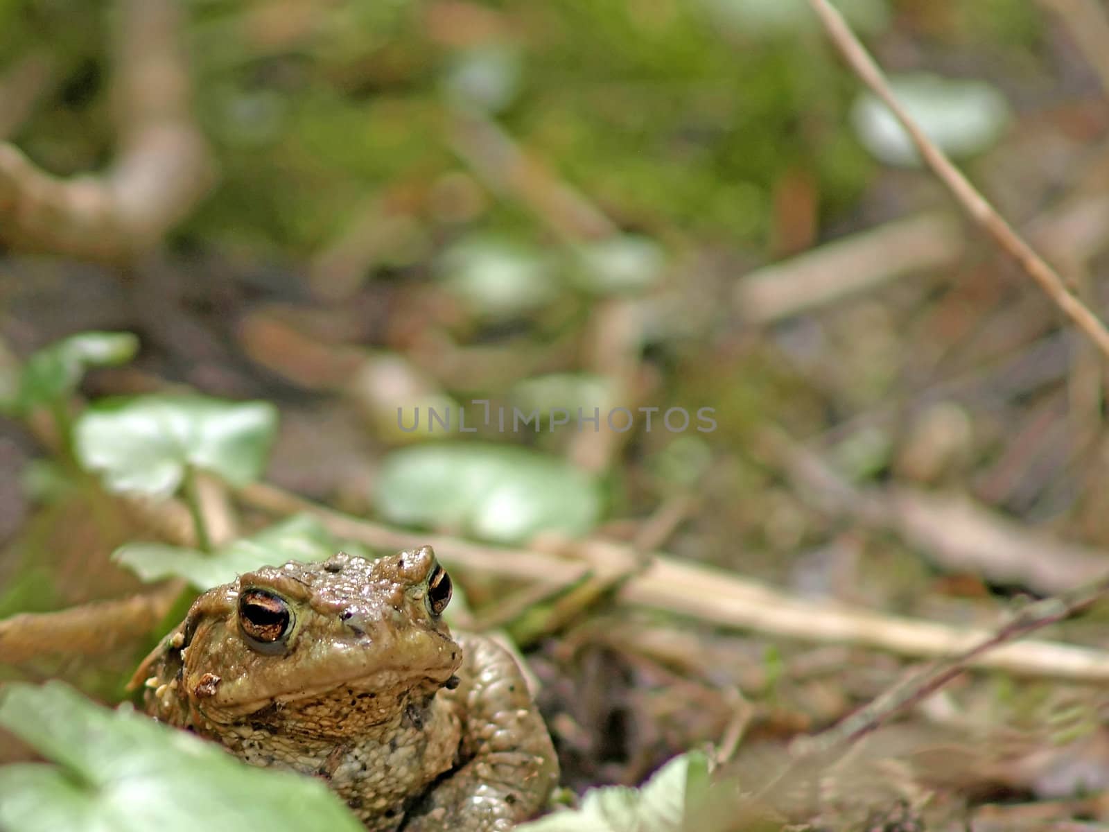 common toad by Jochen