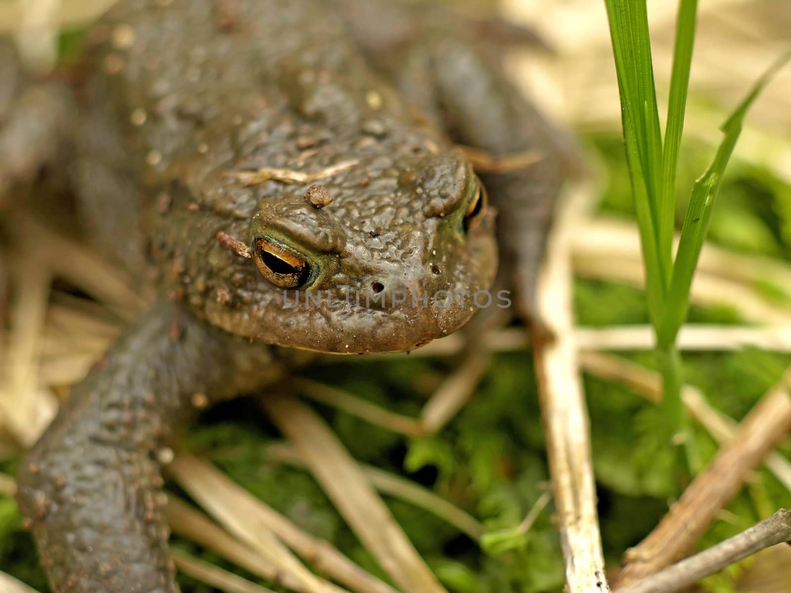 common toad by Jochen