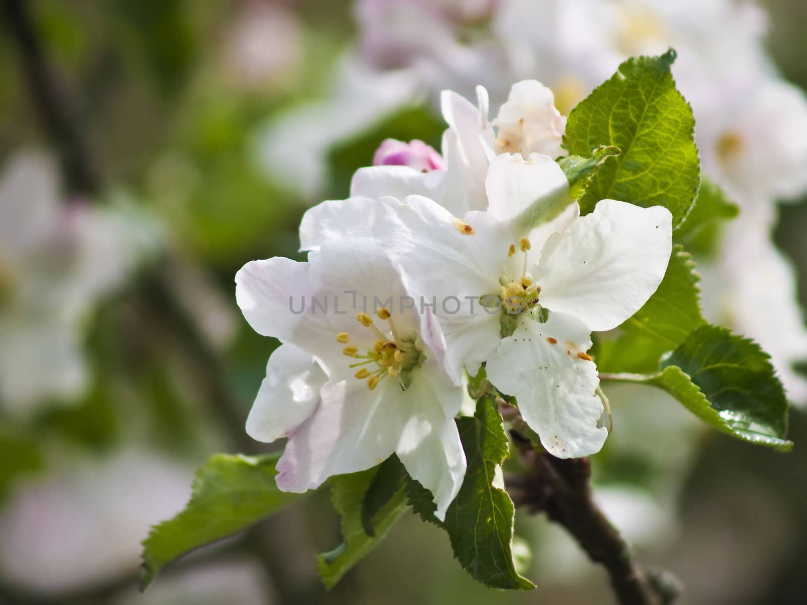 blossom of an apple tree