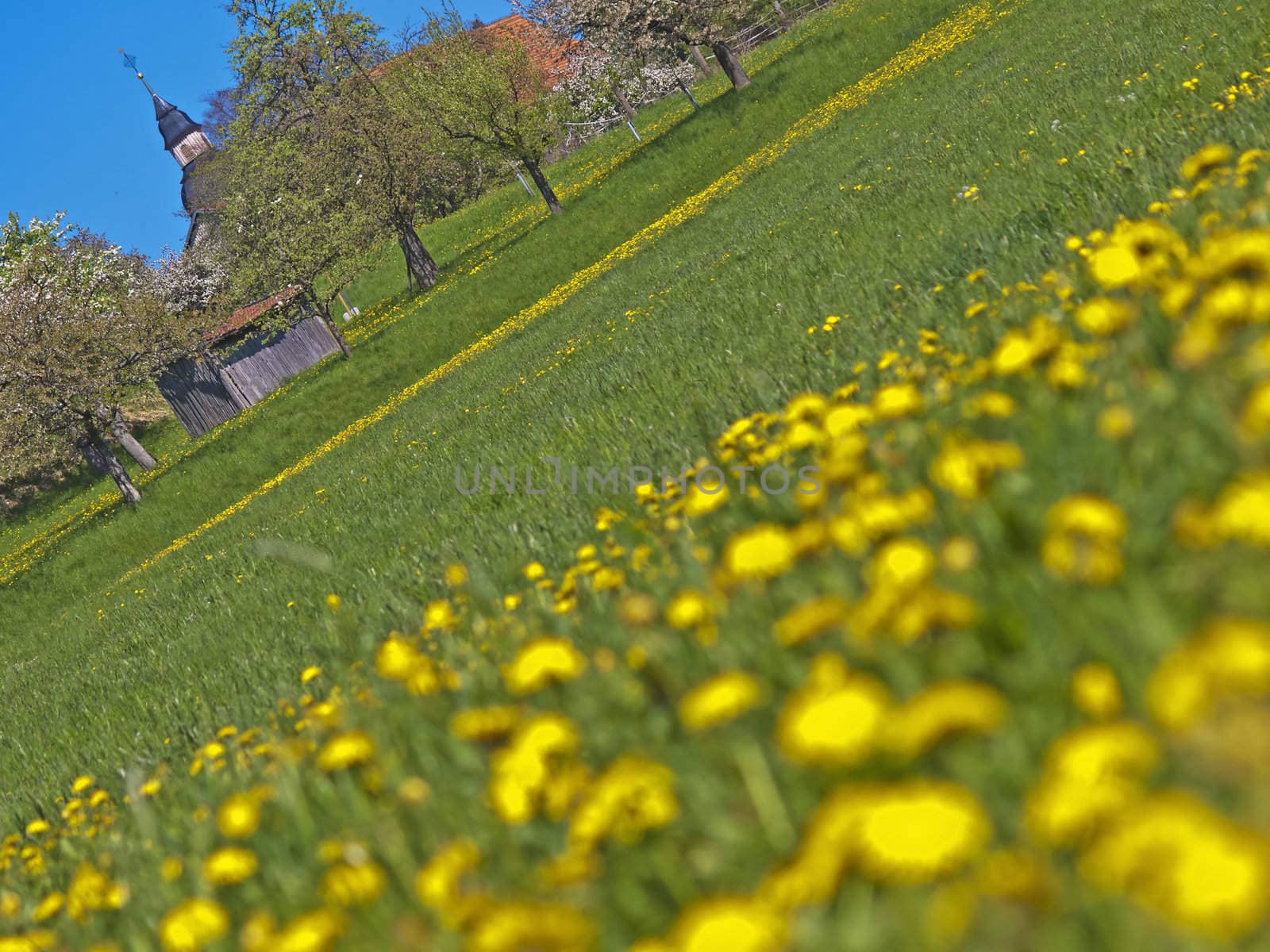 meadow with dandelion and a view on a chapelle