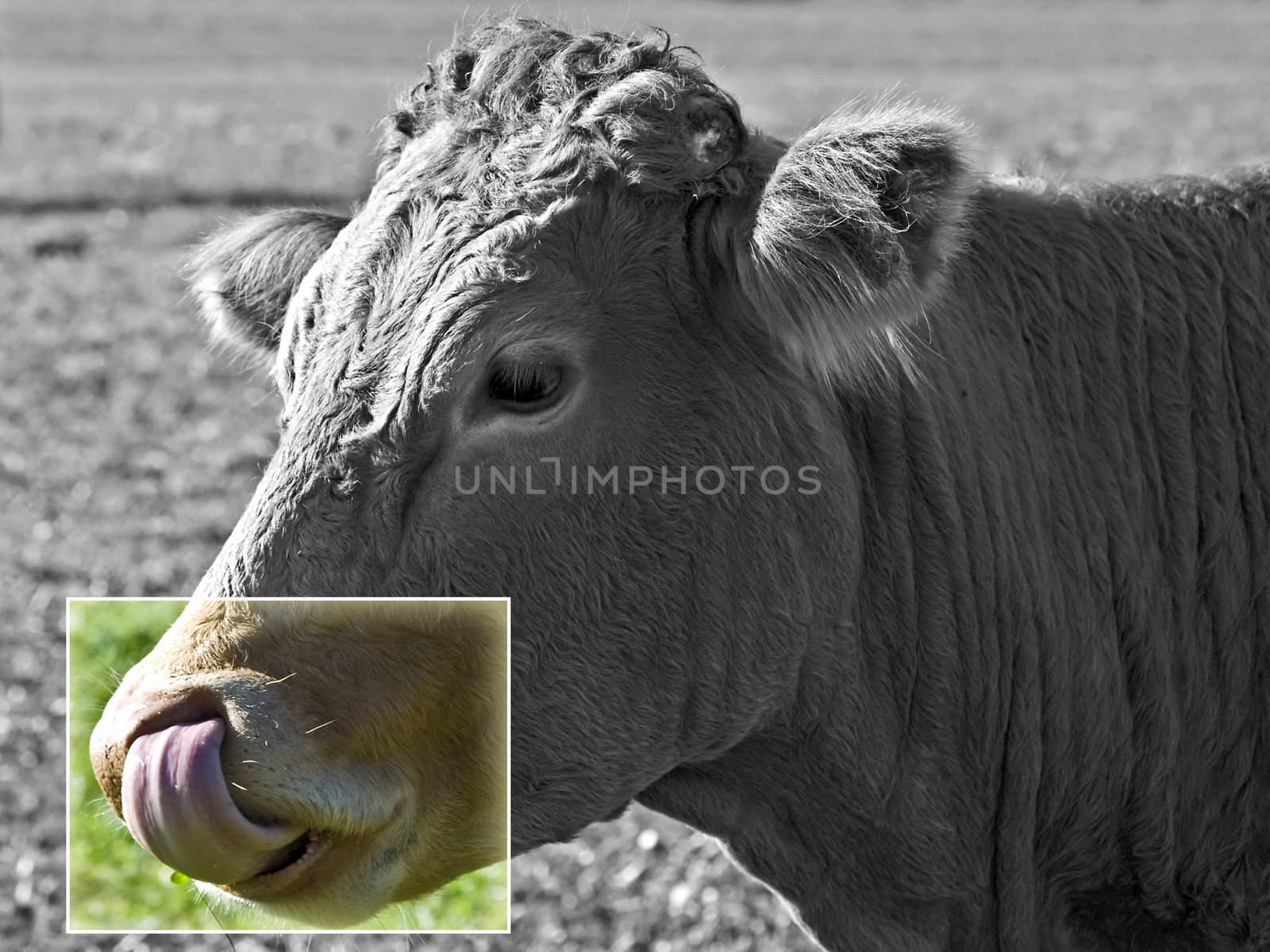 cow with tongue on focus