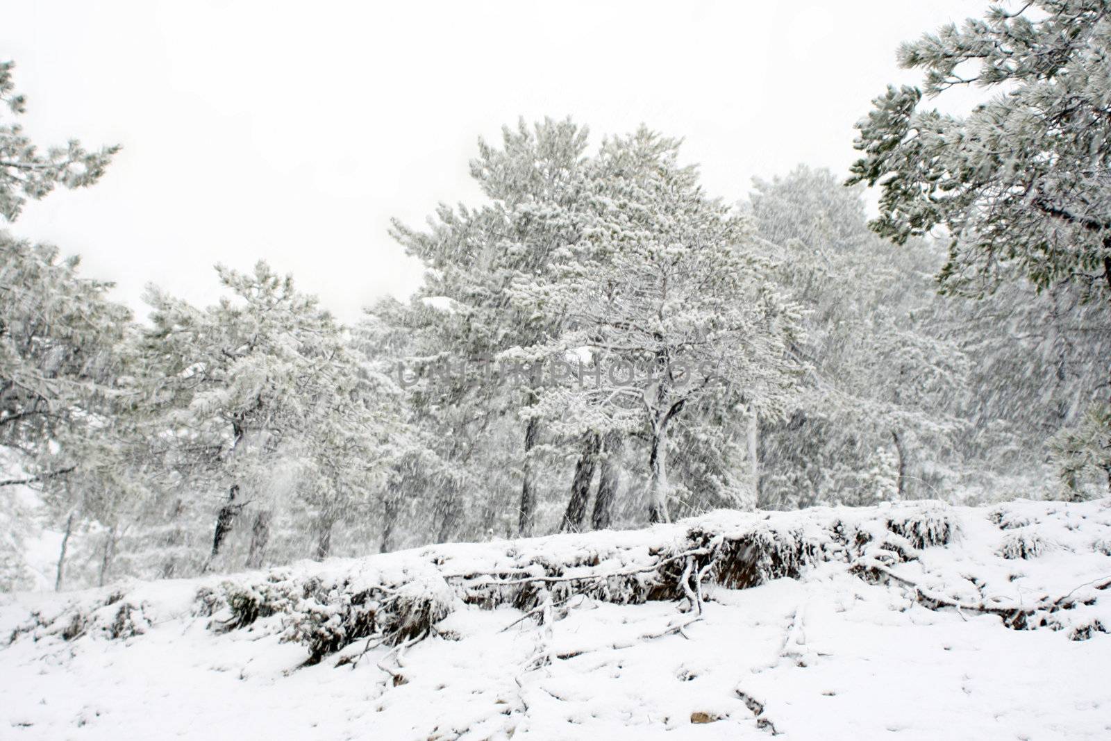 Snowing in the pine forest, frozen time