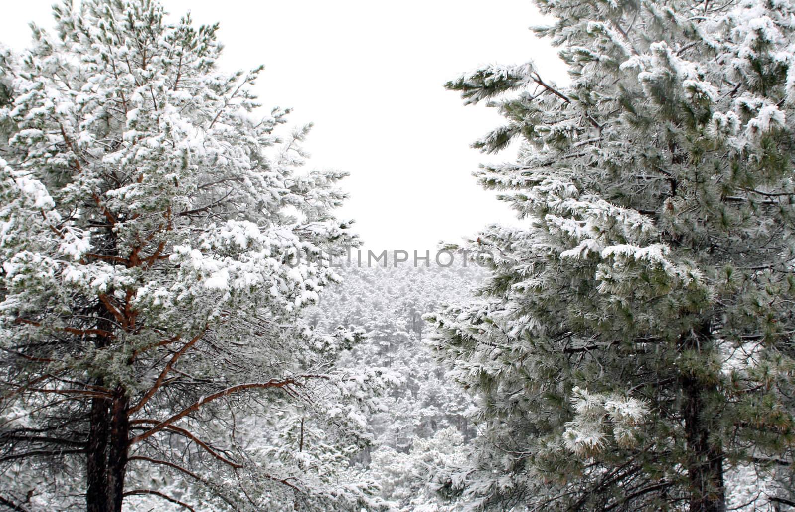 Snowing in the pine forest, frozen time