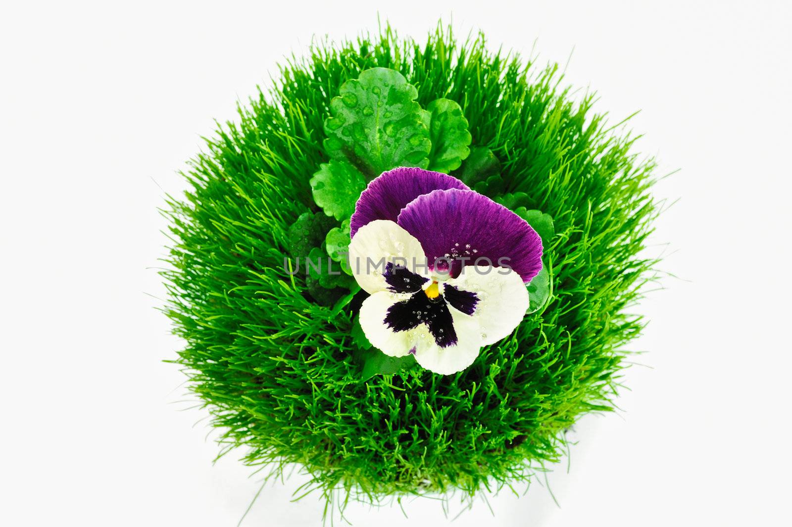 Round ball of grass with a violet in the center