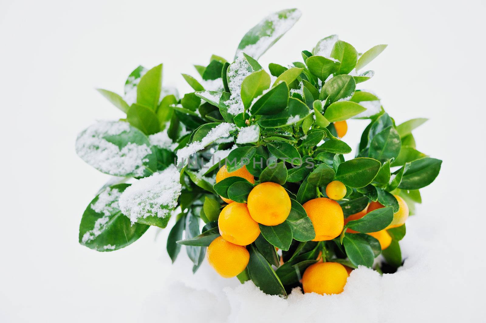 Spring snow on a green bush with oranges