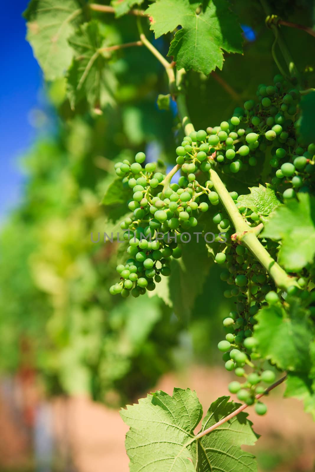 Vineyard rows by anobis