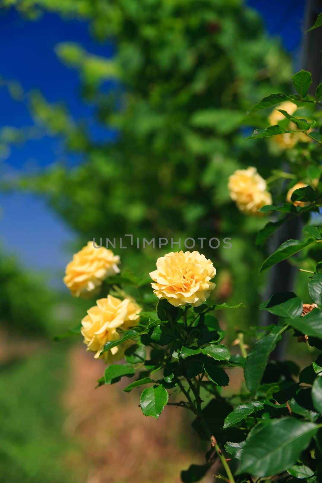 rose on a vineyard rows by anobis