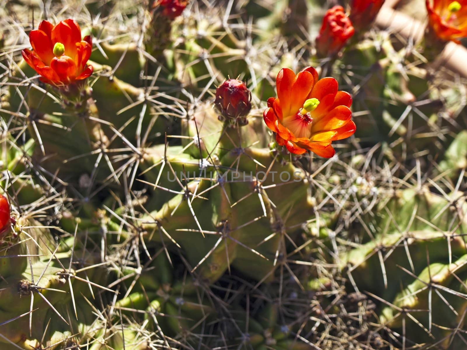 blooming cactus