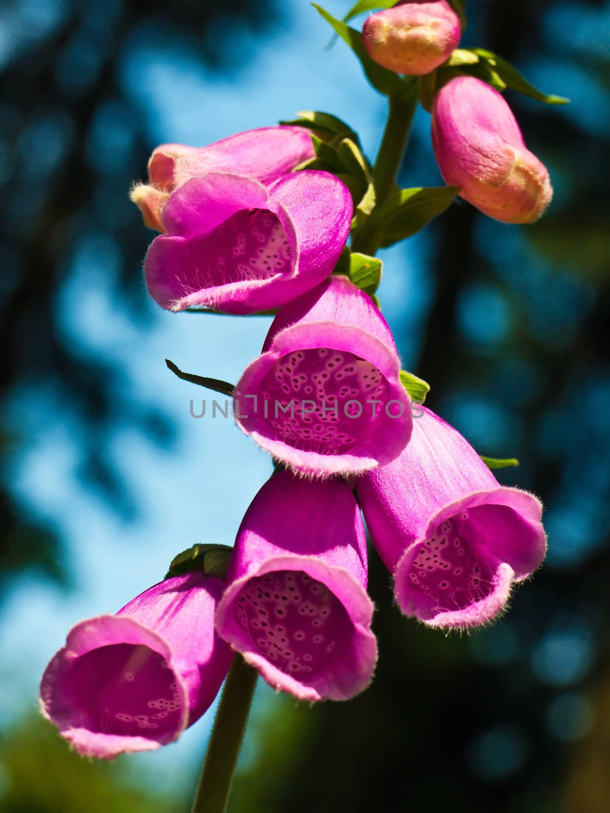 blooming Digitalis purpurea