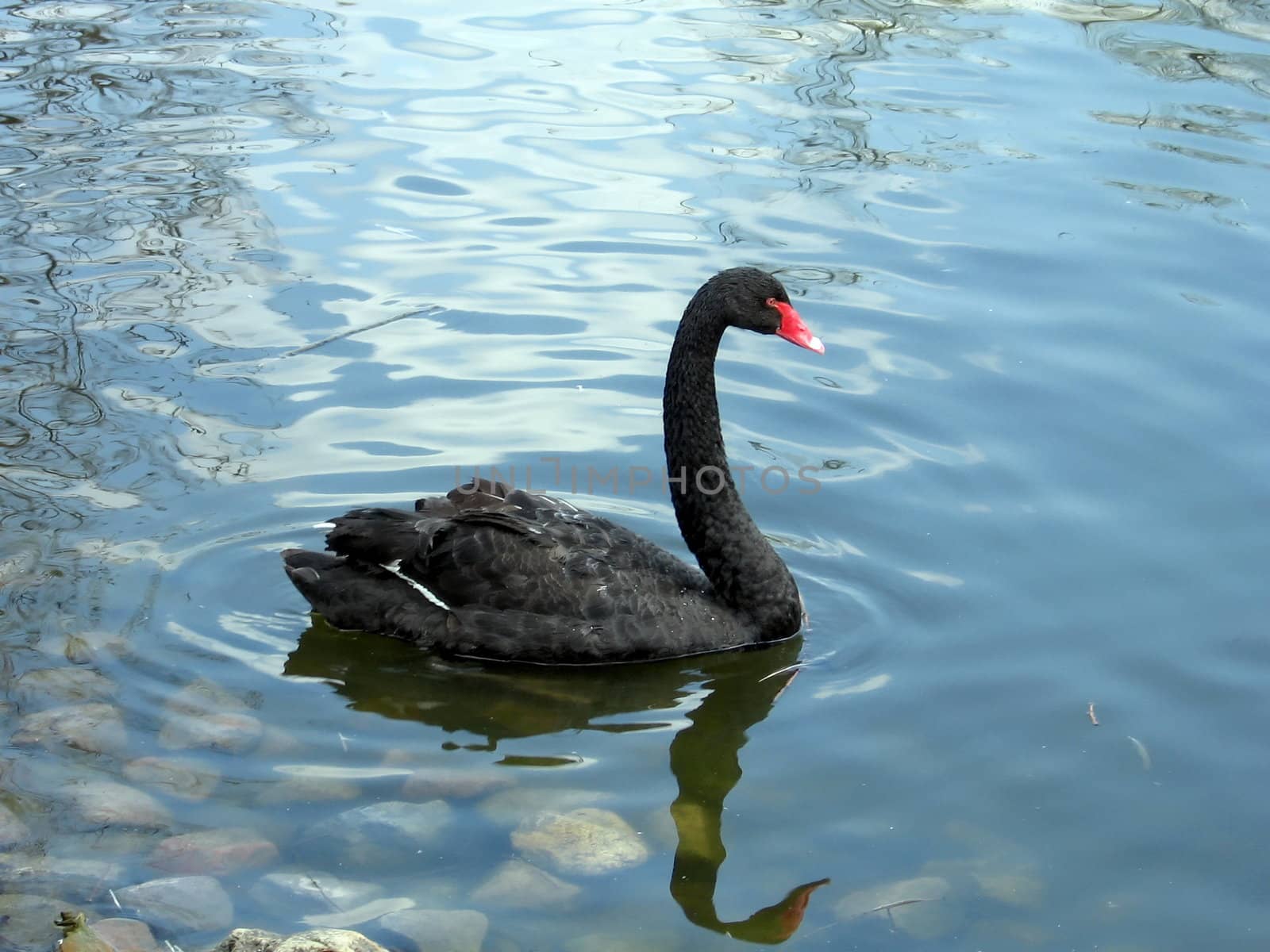 Black swan by tomatto