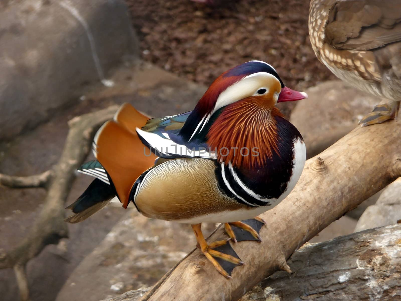 Beautiful colorful duck sits on the log