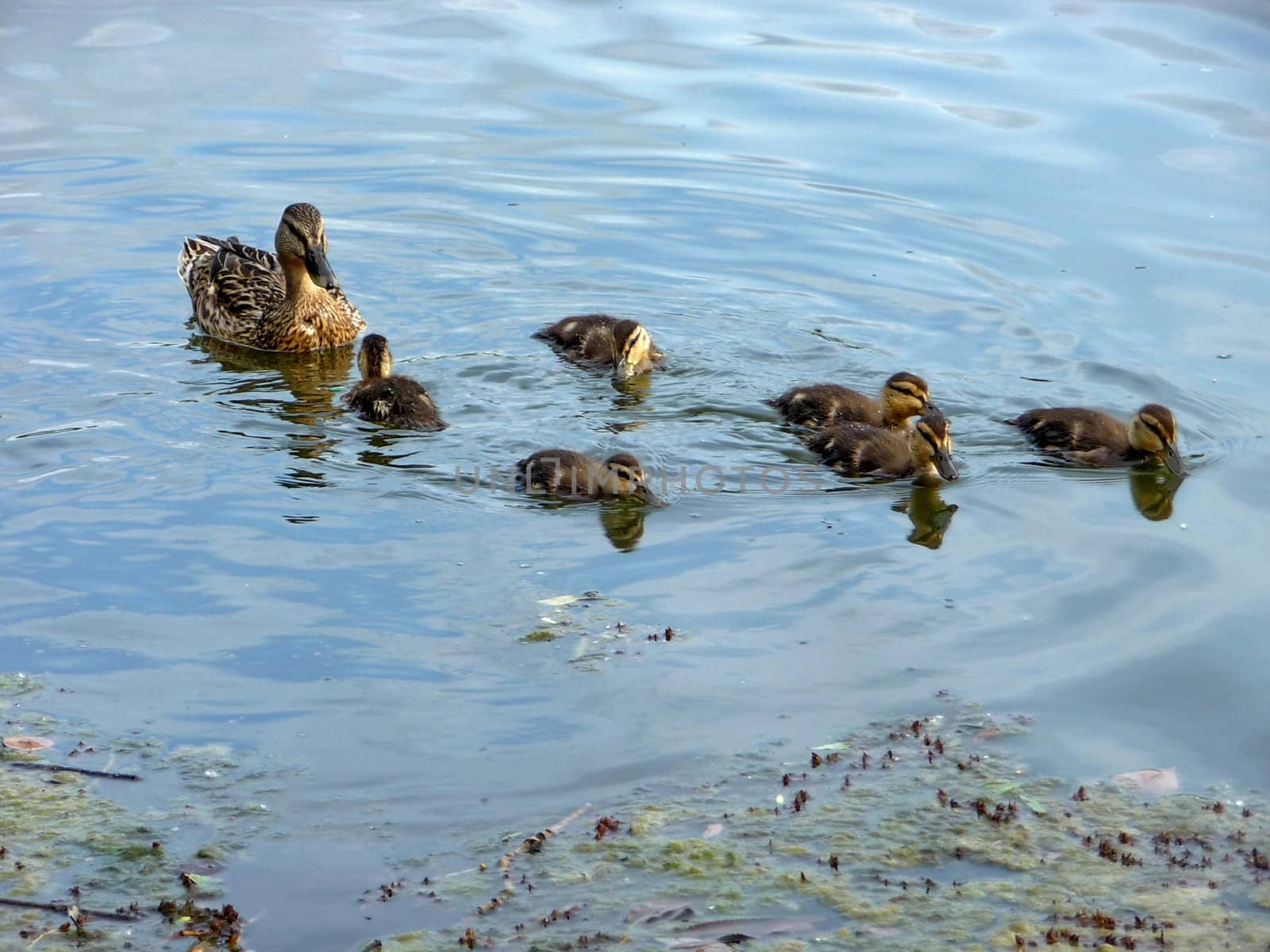 Duck with ducklings swim on the water